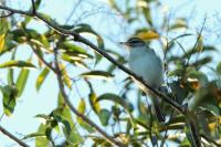 Vireo altiloquus