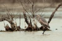 Egretta rufescens