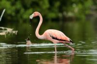 Phoenicopterus ruber