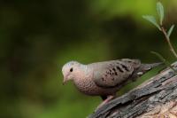 Columbina passerina