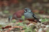 Turdus plumbeus