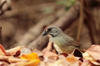 Torreornis inexpectata