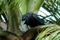 Corvus nasicus