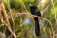 Crotophaga sulcirostris