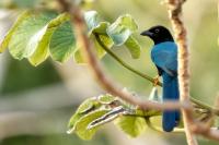 Cyanocorax yucatanicus