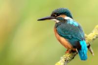 Alcedo atthis