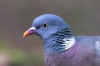 Columba palumbus