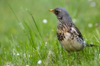 Turdus pilaris