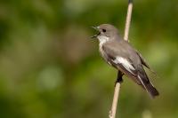 Ficedula hypoleuca