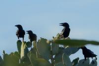 Corvus palmarum