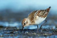 Calidris minuta