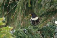 Turdus torquatus