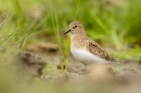 Calidris temminckii 