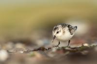 Calidris alba