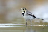 Motacilla alba