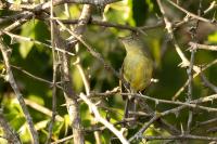 Vireo nanus