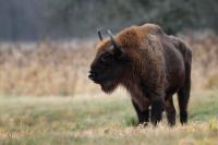 European bison