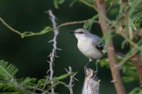 Mimus polyglottos