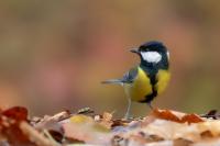 Parus major