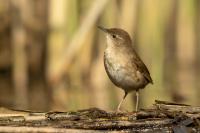 Hungary - FAUNA