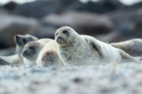 Harbor seal