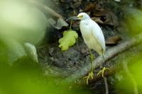 Egretta thula