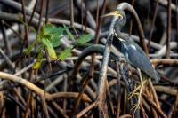 Egretta tricolor