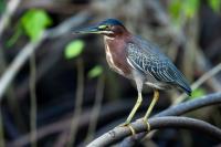 Butorides virescens