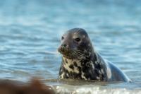 Grey seal