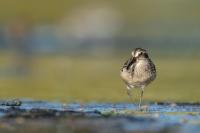 Calidris falcinellus