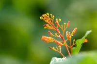 Dominican Republic  FLORA