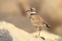 Charadrius vociferus