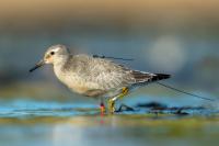 Calidris canutus