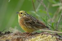 Emberiza citrinella