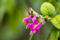 ECUADOR -FLOWERS