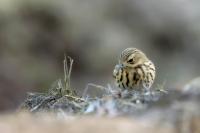 Anthus trivialis