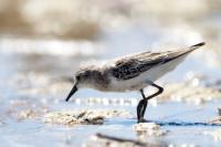 Calidris pusilla      