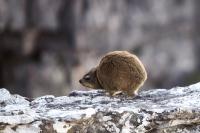 Rock hyrax