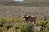 Common eland