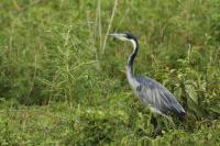 Ardea melanocephala