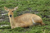 Bohor reedbuck