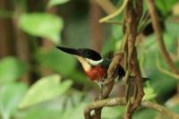 Chloroceryle amazona