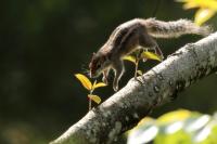 Indian palm squirrel