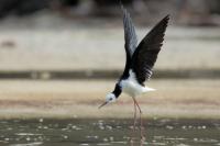 New Zealand -fauna