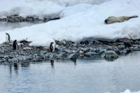 Leopard seal