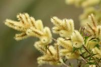 Sardinia - FLORA