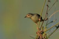 Prinia polychroa