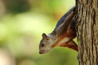 Variegated squirrel