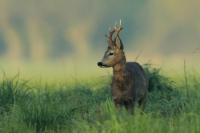 Roe deer