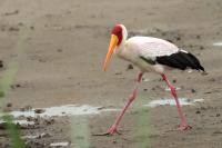 Mycteria ibis